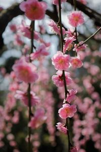 Close-up of pink cherry blossom