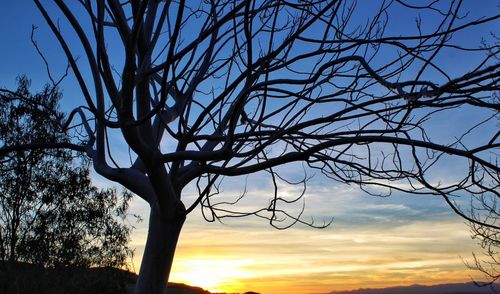 Silhouette bare tree against sky during sunset