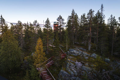 High angle view of trees in forest against sky