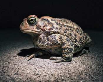 Close-up of frog 