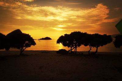 Palm trees on beach at sunset