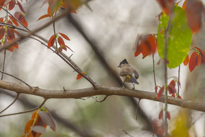 Low angle view of bird perching on branch