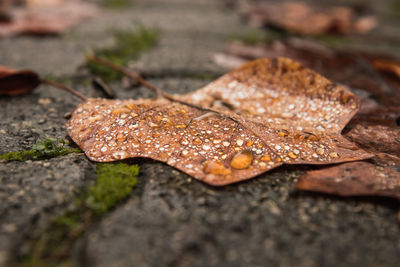 Close-up of dry leaf on rock