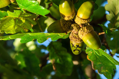 Close-up of green leaves on plant