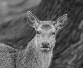 Close-up portrait of deer