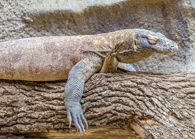 Side view of a lizard