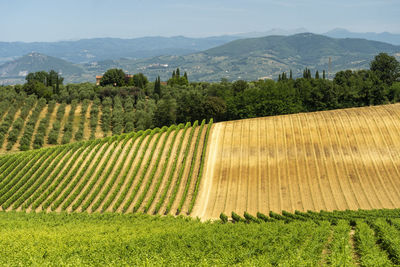 Scenic view of field against sky