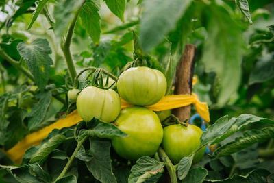 Close-up of tomatoes growing on tree