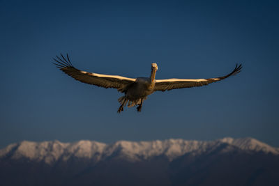 Bird flying against sky