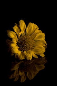Close-up of yellow flower against black background