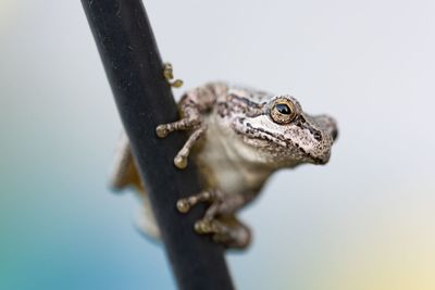 Close-up of a frog