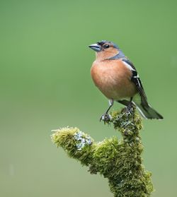 Close-up of bird perching on flower