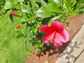 Close-up of red hibiscus blooming outdoors