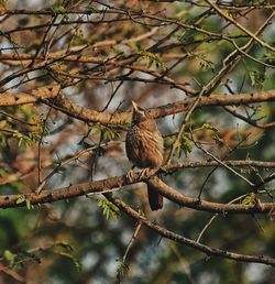 Low angle view of bird perching on branch
