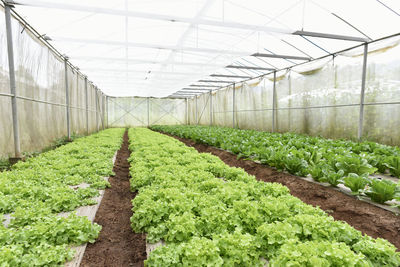 Plants growing in greenhouse