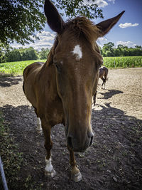 Portrait of horse in ranch