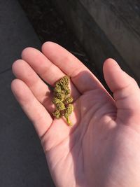 Close-up of hand holding marijuana