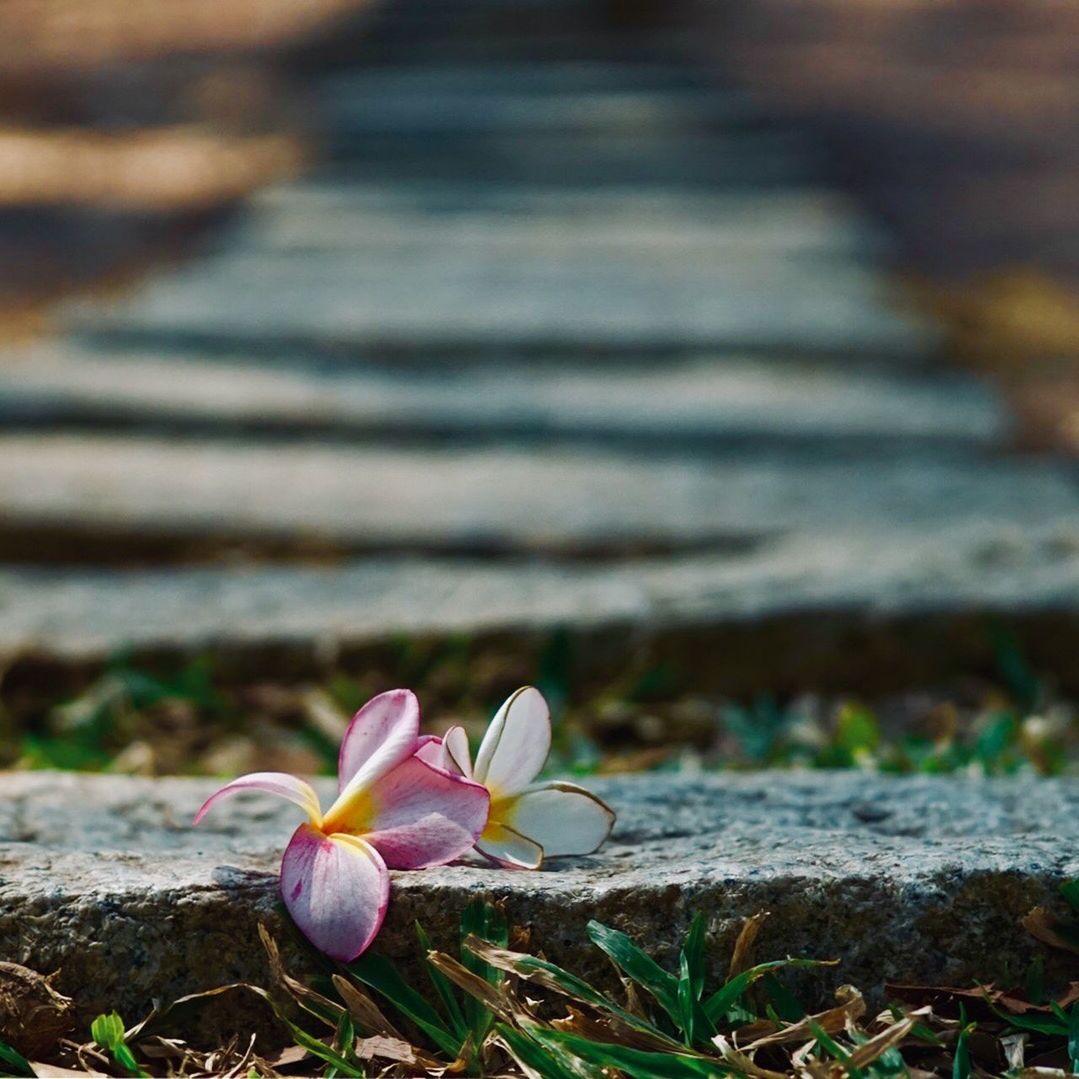 flower, plant, flowering plant, beauty in nature, petal, fragility, freshness, vulnerability, growth, close-up, nature, flower head, inflorescence, no people, selective focus, day, frangipani, white color, outdoors, field, crocus