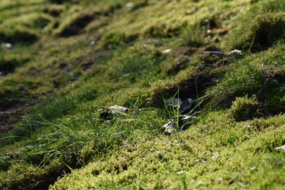 View of bird on field