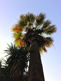 Low angle view of palm tree against clear blue sky