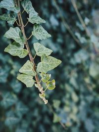 Close-up of plant leaves