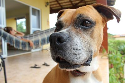 Close-up portrait of dog at home