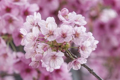 Close-up of pink cherry blossoms in spring