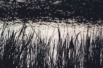 Plants in the dark