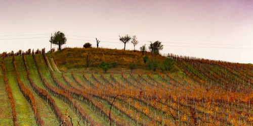 Scenic view of vineyard against clear sky