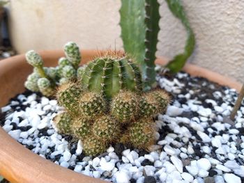 High angle view of succulent plant in pot