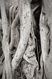 Close-up of elephant