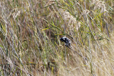 Close-up of a bird on grass