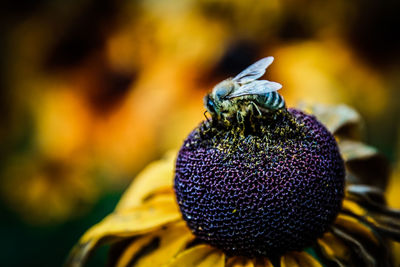 Close-up of honey bee on flower