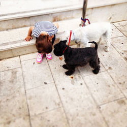 High angle view of girl playing with poodle puppies on sidewalk