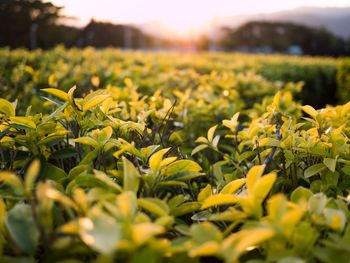 Close-up of yellow flowers growing in field