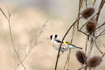 Close-up of bird perching on branch