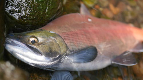 Close-up of fish for sale