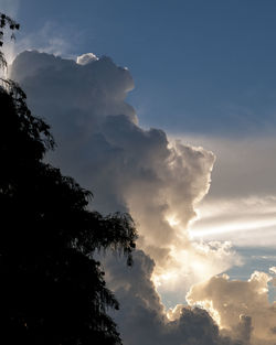 Low angle view of trees against sky