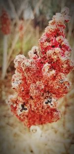 Close-up of snow on red plant