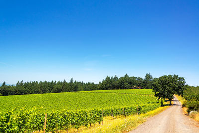 Dirt road in field against clear blue sky