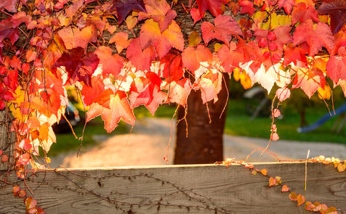 Dry orange autumn leaves over fence