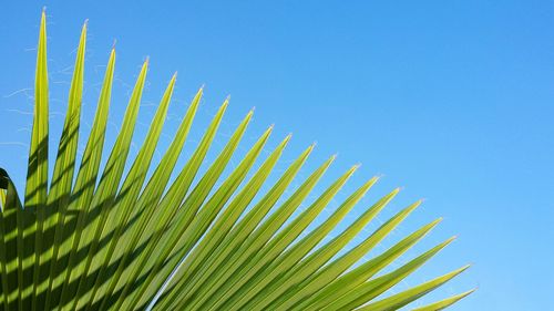 Low angle view of palm tree against clear blue sky