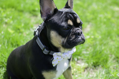 Close-up of a dog looking away