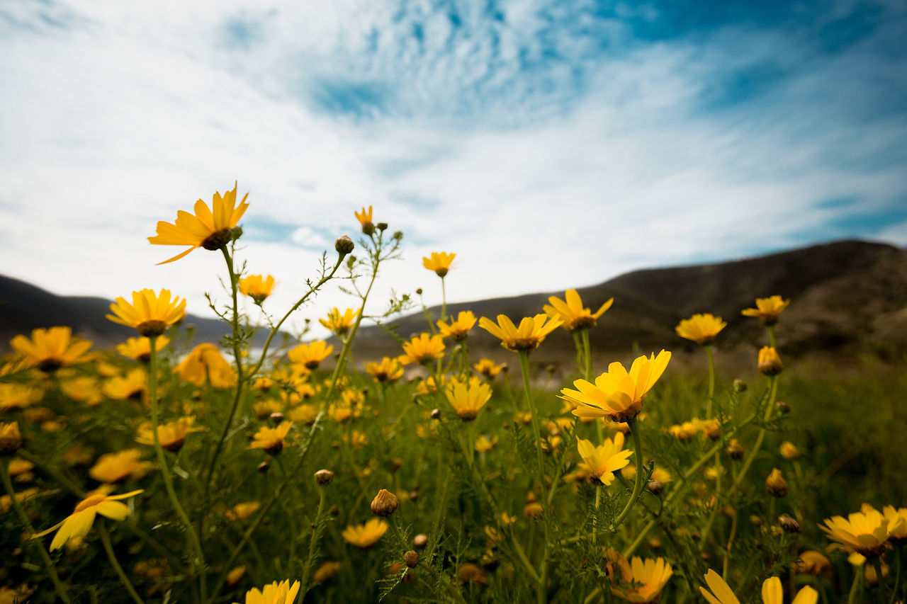 CLOSE-UP OF YELLOW FLOWERING PLANTS ON LAND