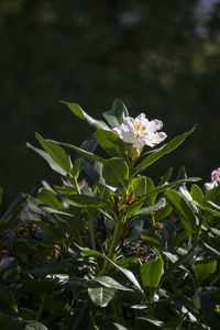 Close-up of flowers