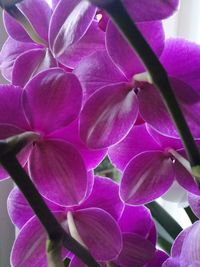 Close-up of pink flowers blooming outdoors