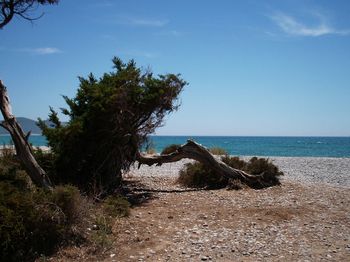 Trees on beach against sky