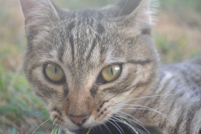 Close-up portrait of a cat