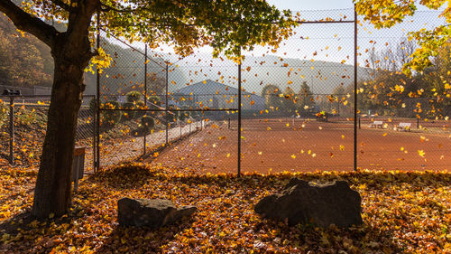 Trees and plants in city against sky during autumn