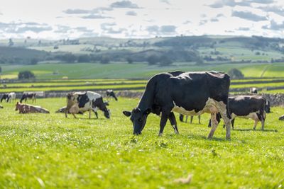 Horses grazing in a field